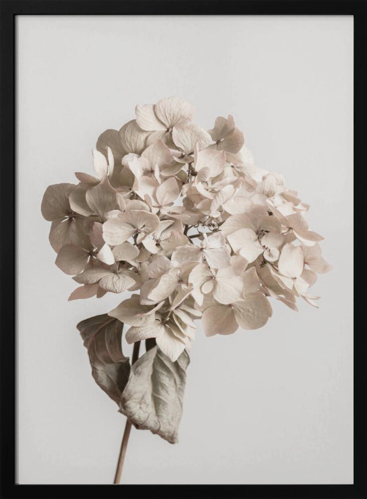 Beige dried flower | Poster