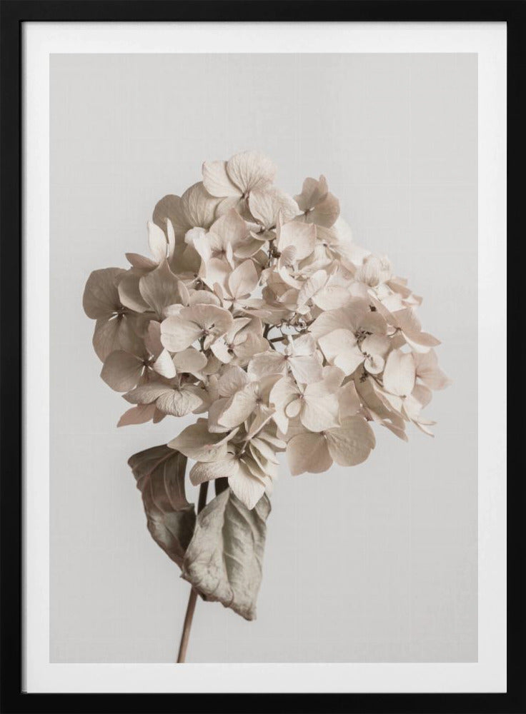 Beige dried flower | Poster