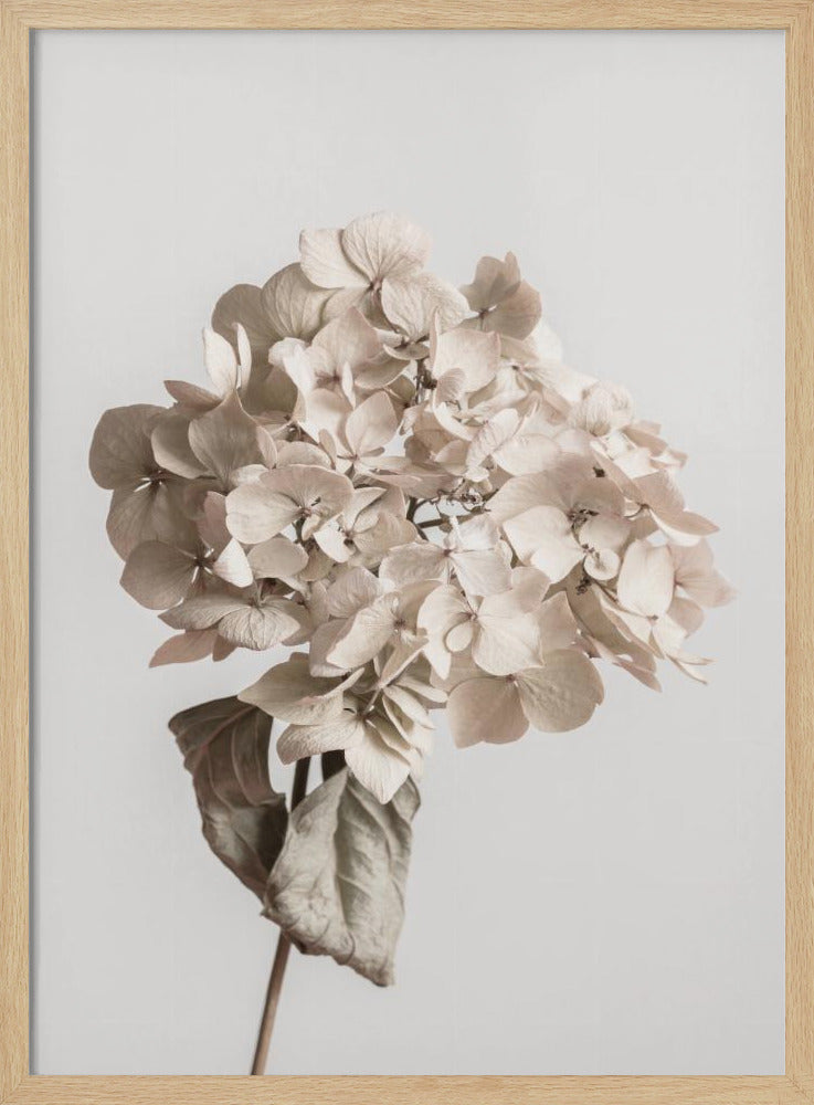 Beige dried flower | Poster