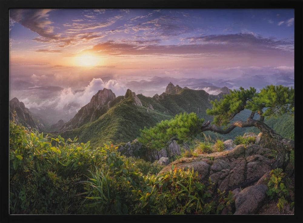 Pine tree on the rock | Poster