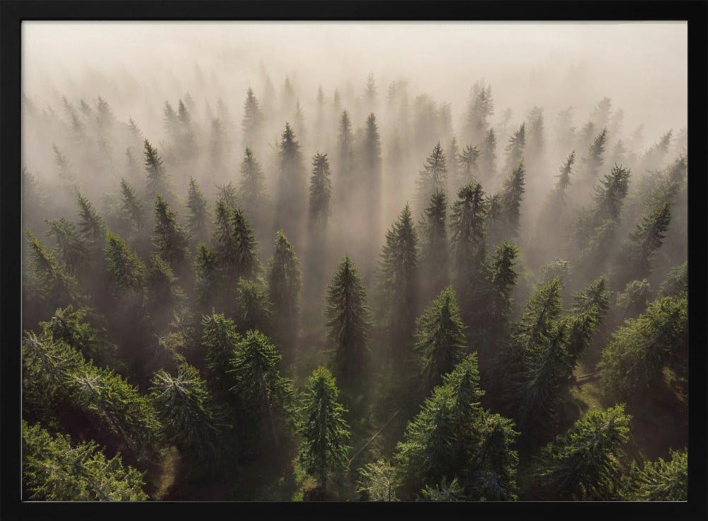 The Army of Firs | Poster