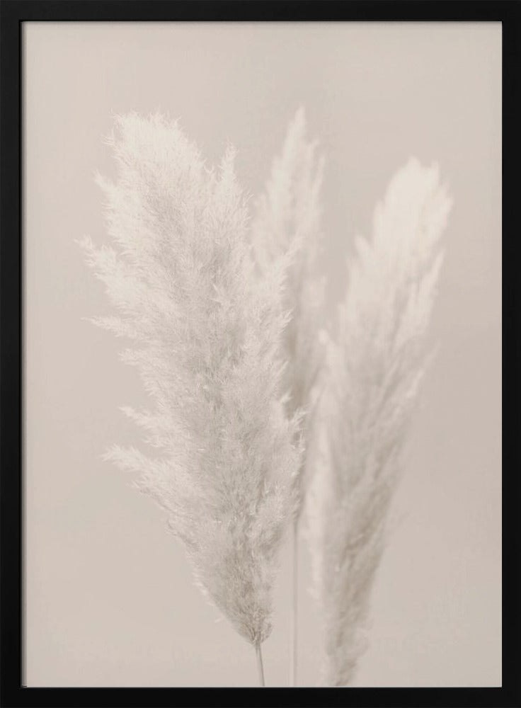 Pampas Grass_002 | Poster
