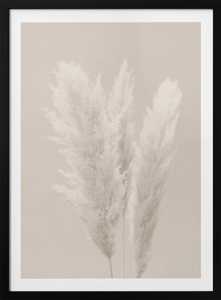 Pampas Grass_002 | Poster