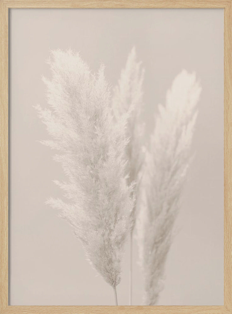 Pampas Grass_002 | Poster