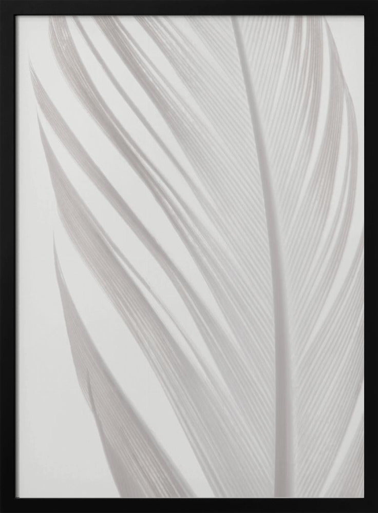 Feather_006 | Poster