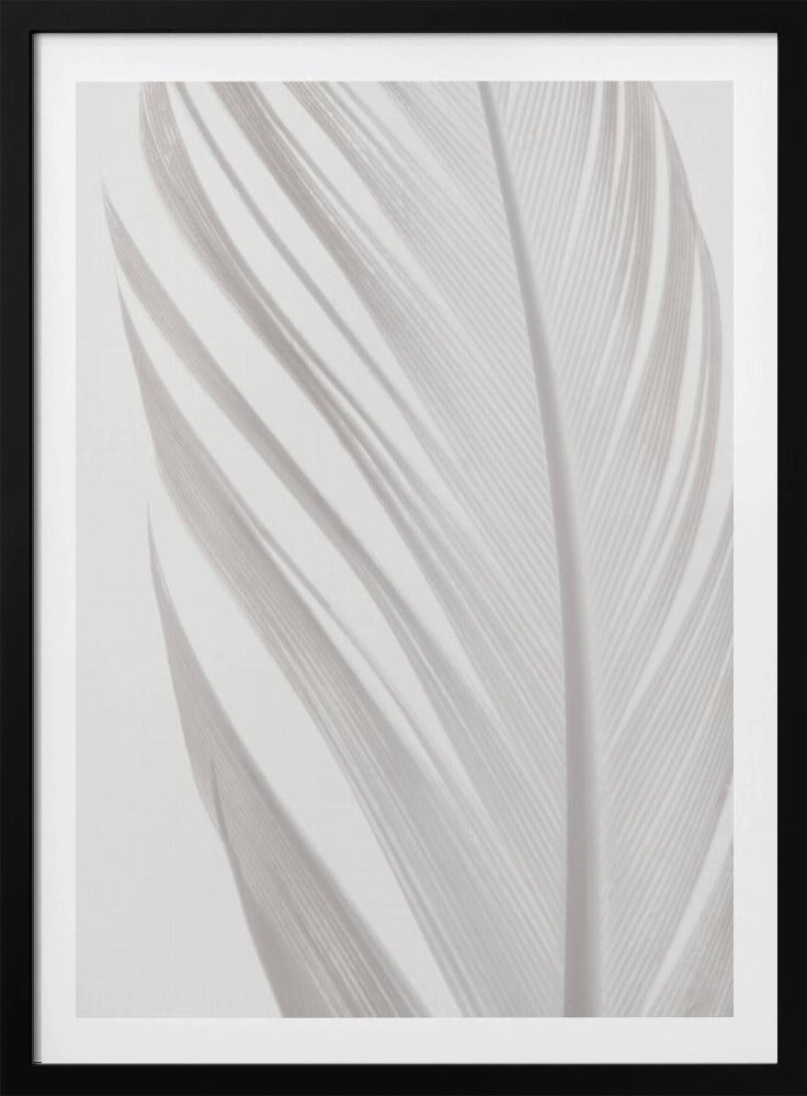 Feather_006 | Poster