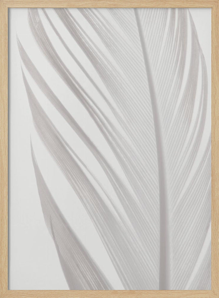 Feather_006 | Poster