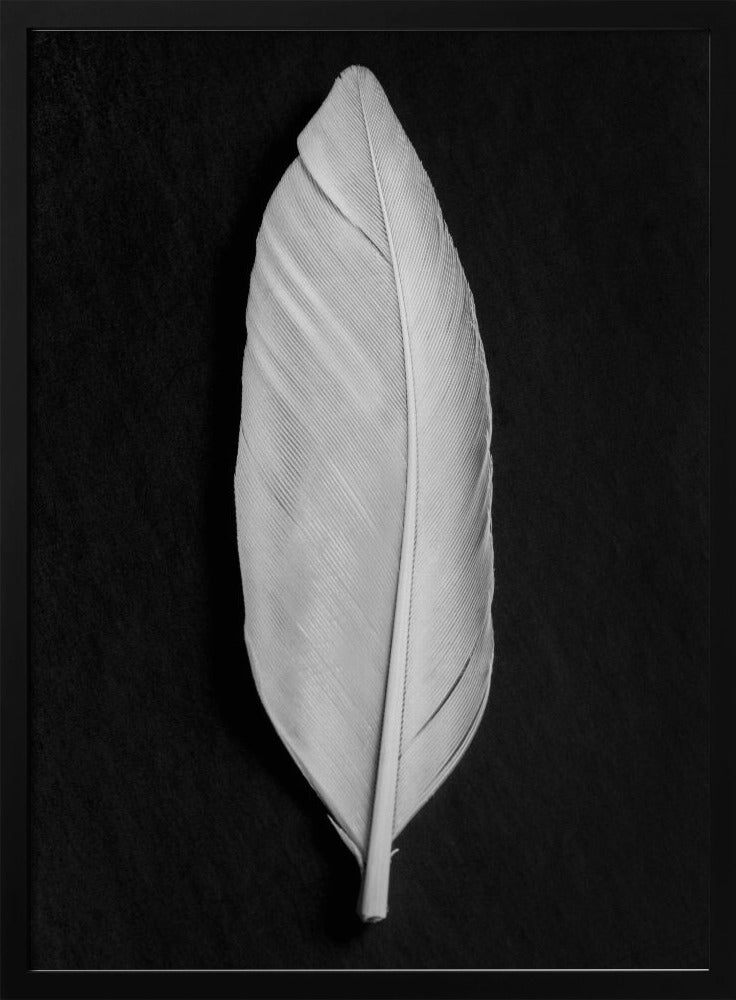 Feather_008 | Poster