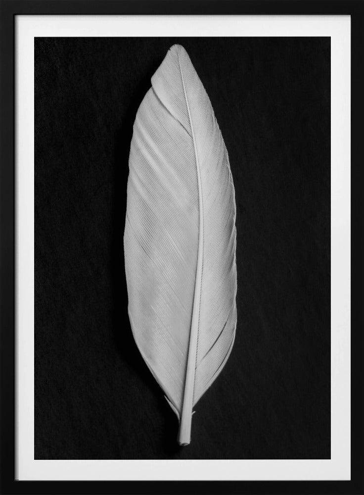 Feather_008 | Poster