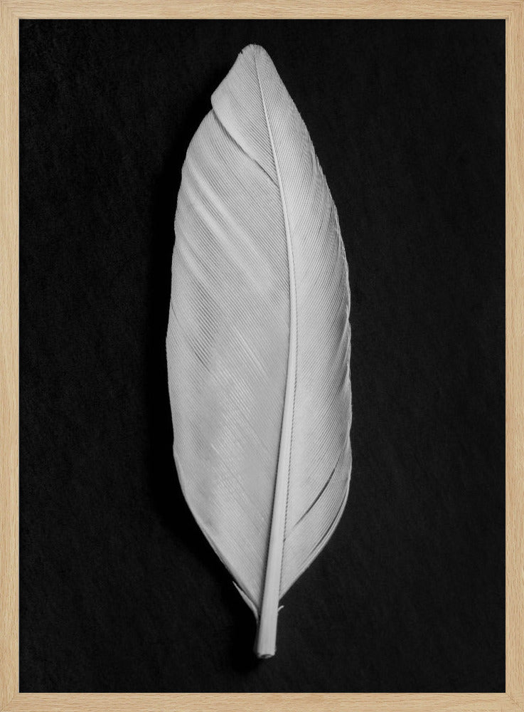Feather_008 | Poster