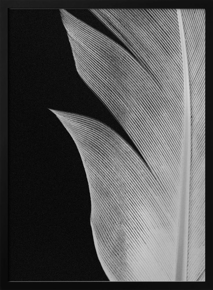 Feather_005 | Poster