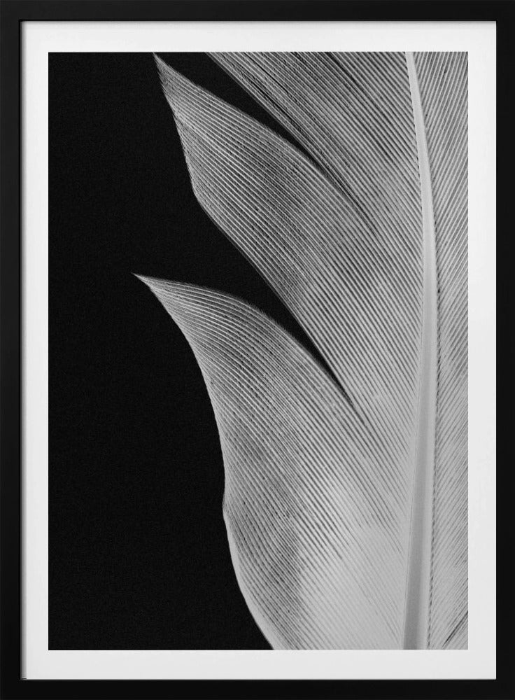 Feather_005 | Poster