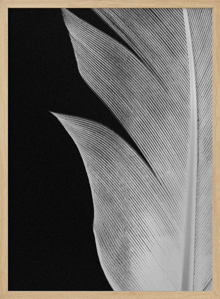 Feather_005 | Poster