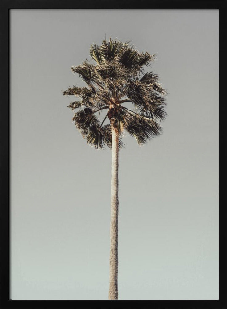 Palm_001 | Poster