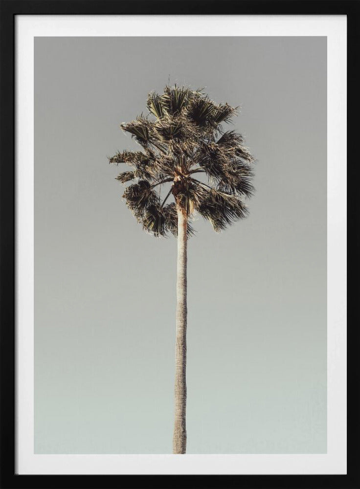 Palm_001 | Poster