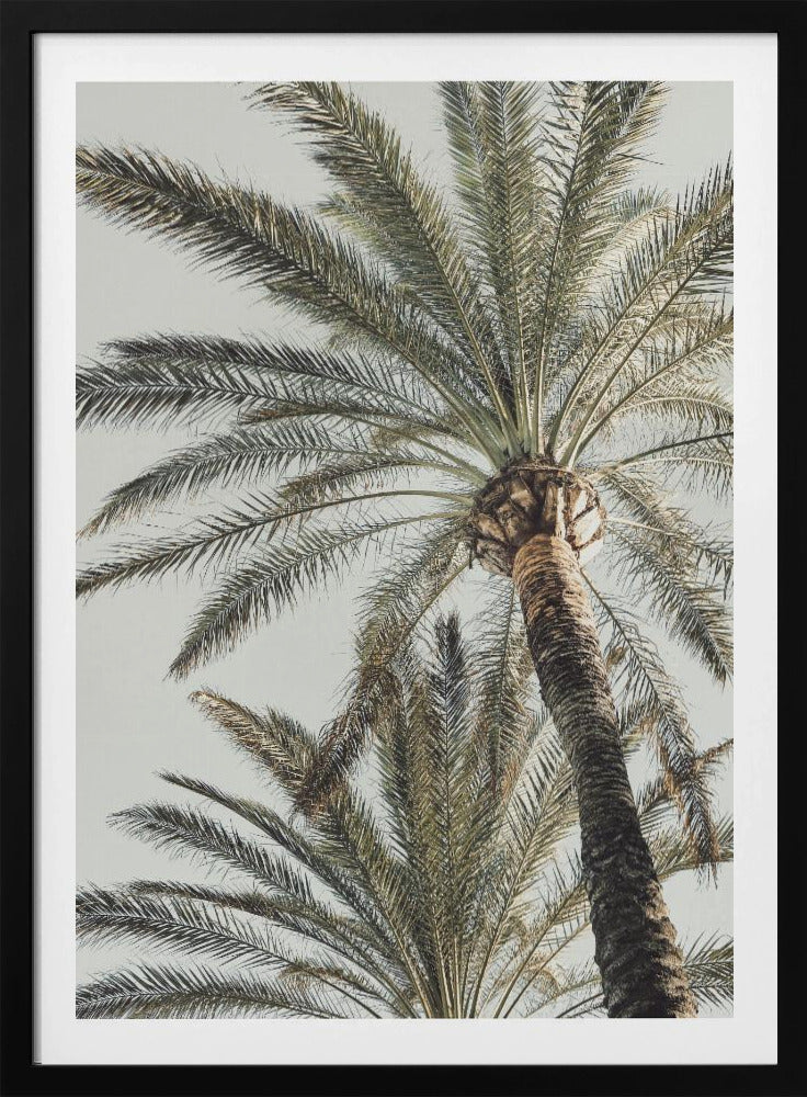 Palm_005 | Poster