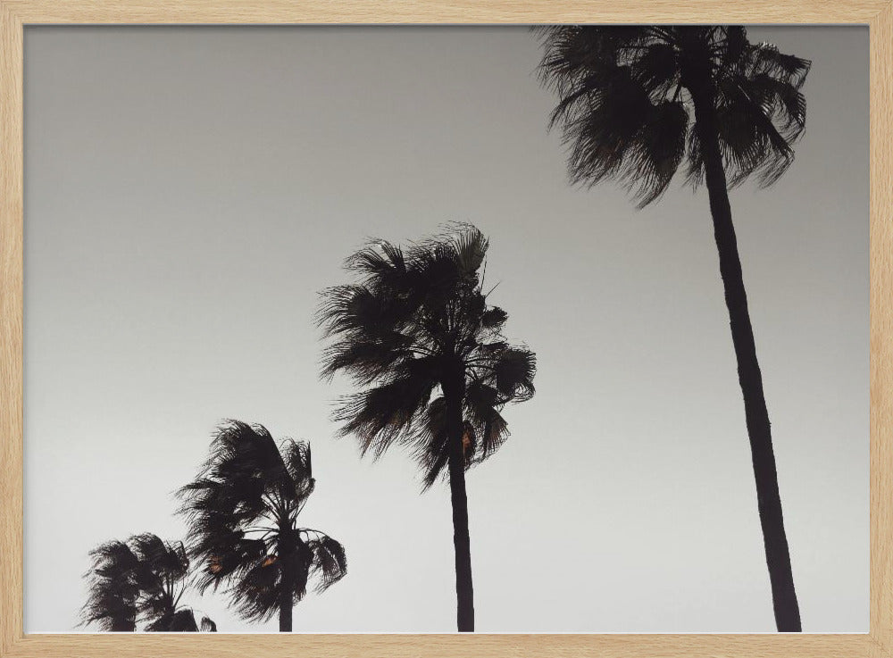 Palm_004 | Poster