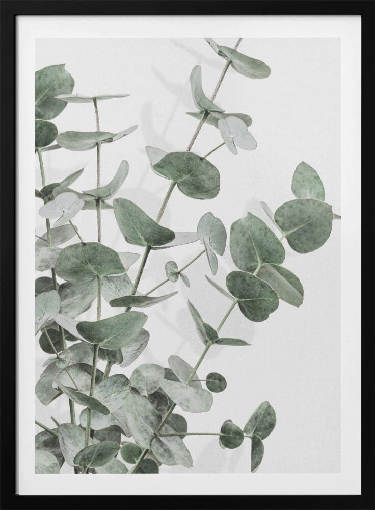 Eucalyptus_003 | Poster
