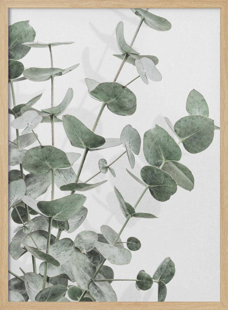 Eucalyptus_003 | Poster