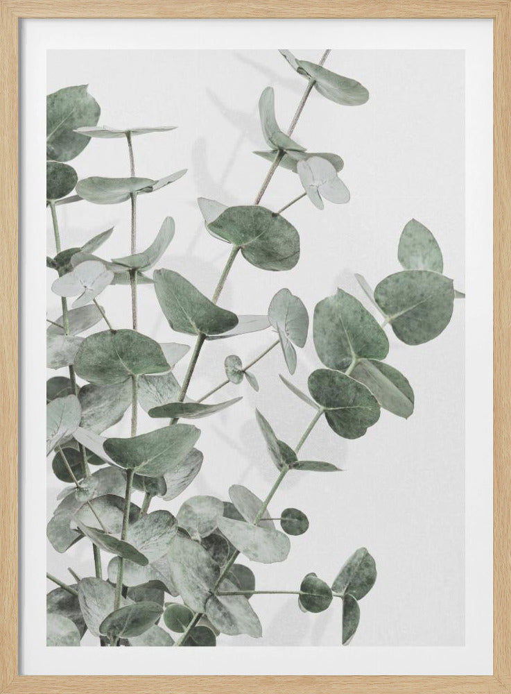 Eucalyptus_003 | Poster
