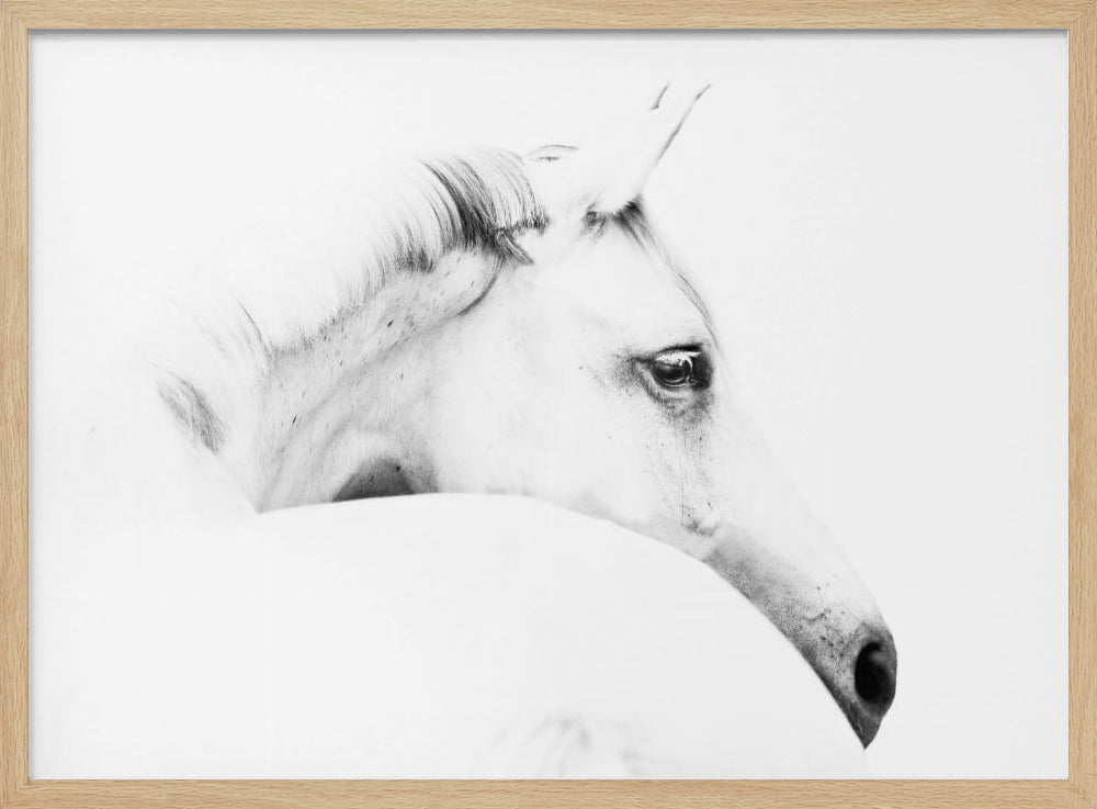 horse and minimalism | Poster