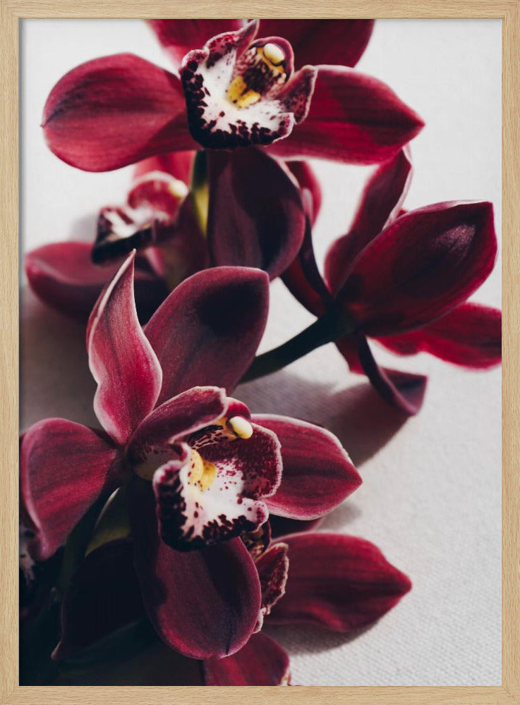 Red Orchids with Delicate Petals | Poster