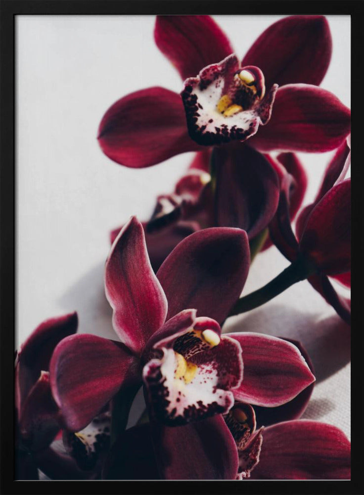 Velvet Orchid Twilight | Poster