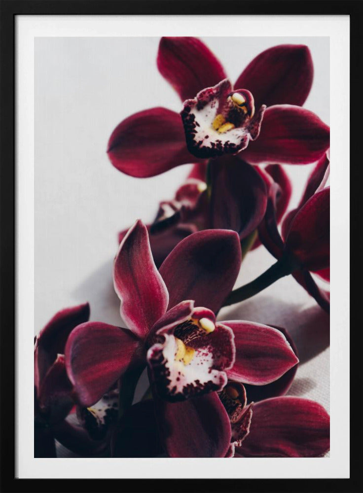 Velvet Orchid Twilight | Poster