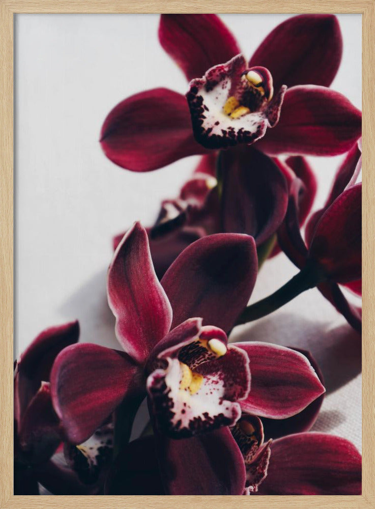 Velvet Orchid Twilight | Poster