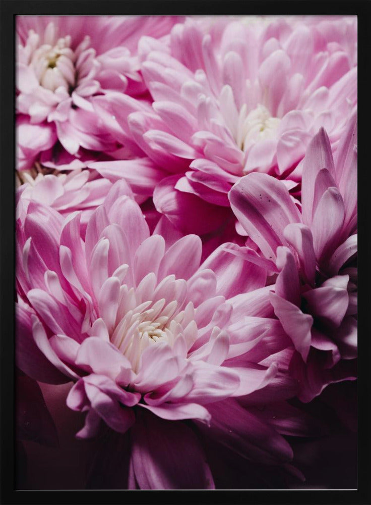Vibrant Pink Chrysanthemums Blossoms | Poster