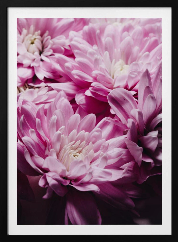 Vibrant Pink Chrysanthemums Blossoms | Poster