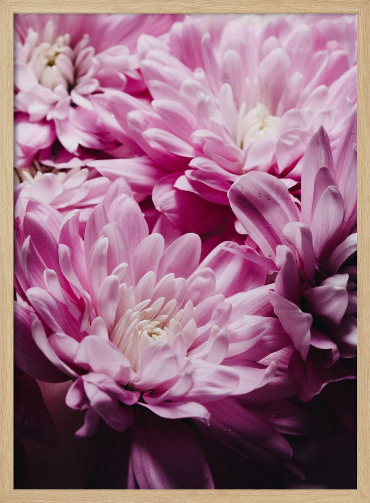 Vibrant Pink Chrysanthemums Blossoms | Poster