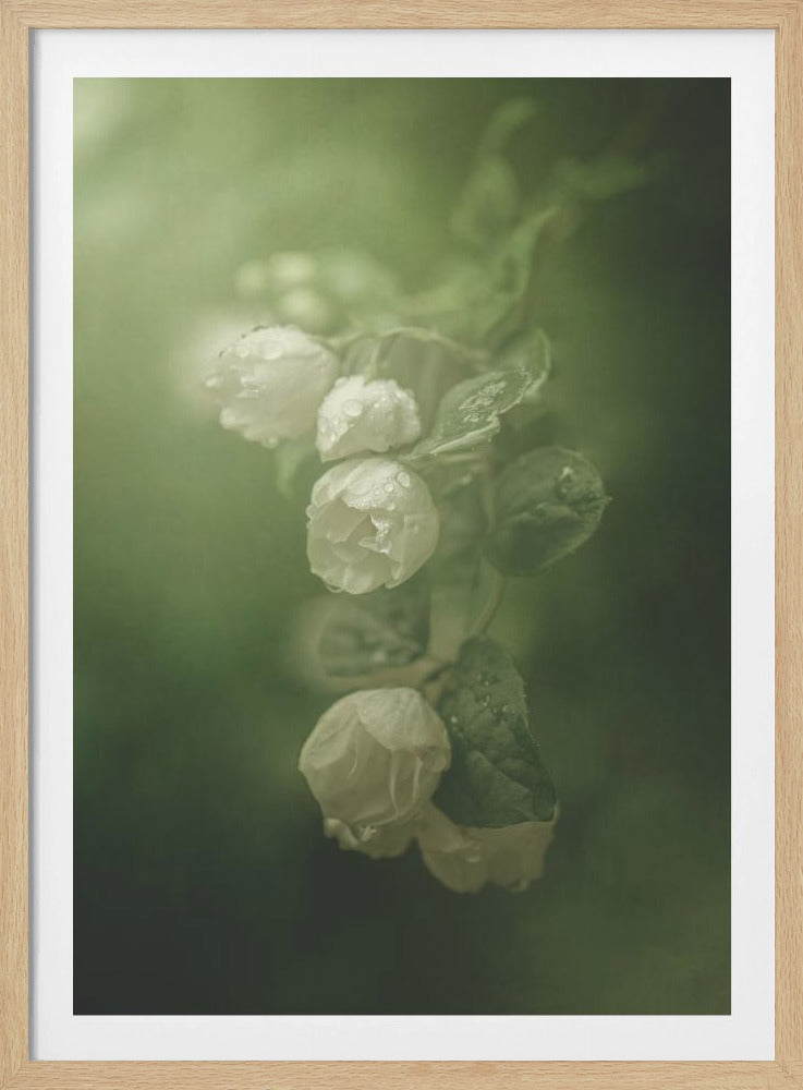Jasmine | Poster