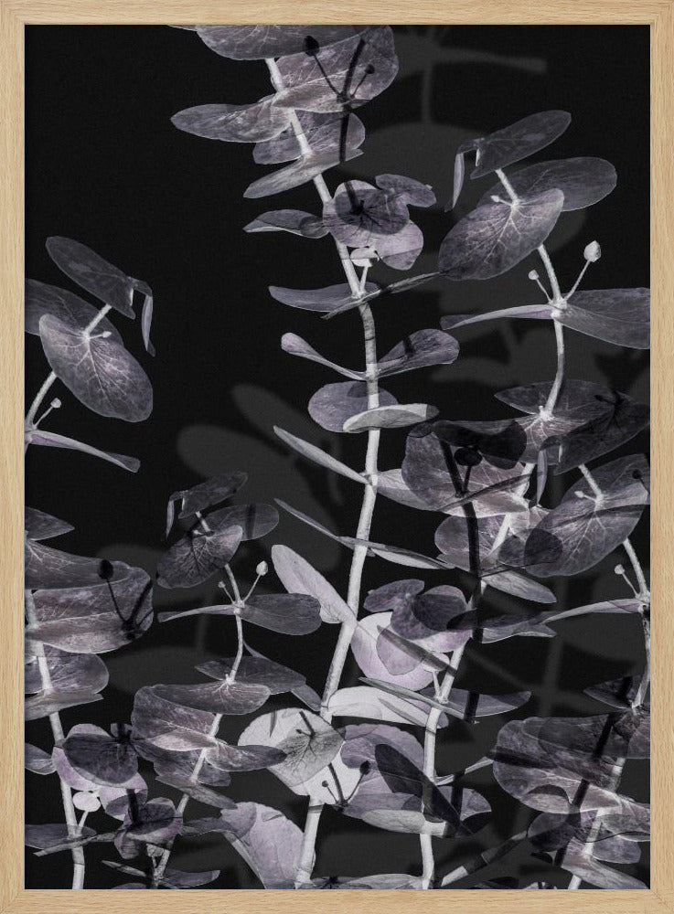Eucalyptus_Negative_002 | Poster