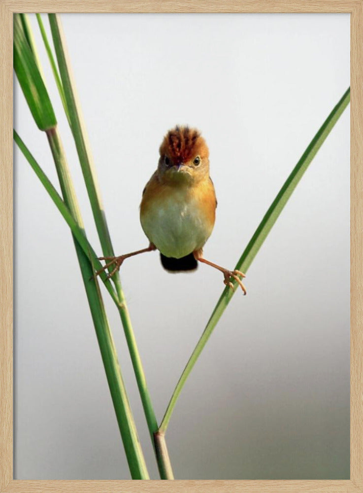 Kung Fu Master | Poster