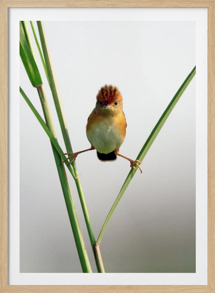 Kung Fu Master | Poster