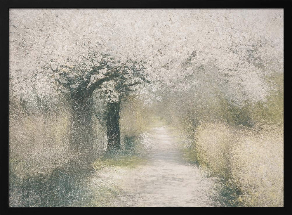 Cherry blossom | Poster