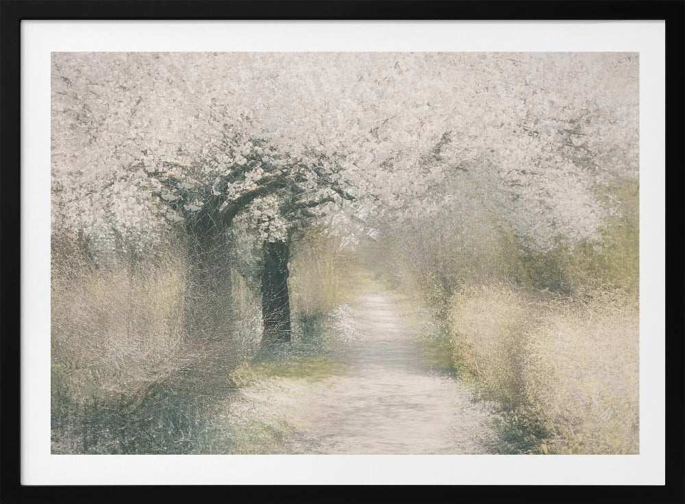 Cherry blossom | Poster