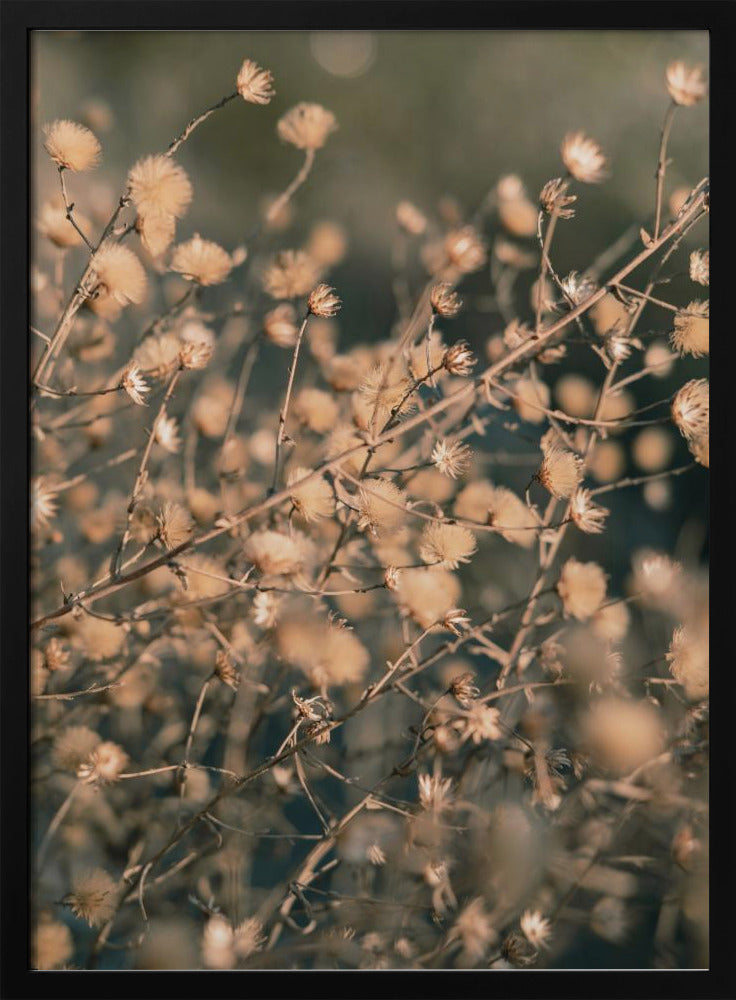 Beach flowers_003 | Poster