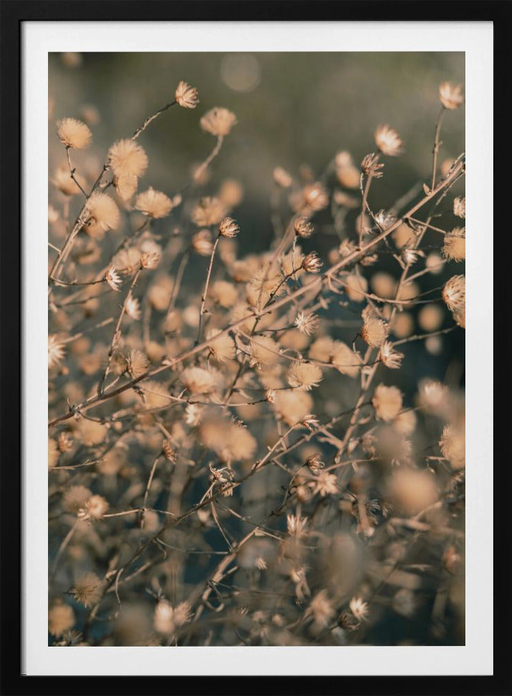 Beach flowers_003 | Poster