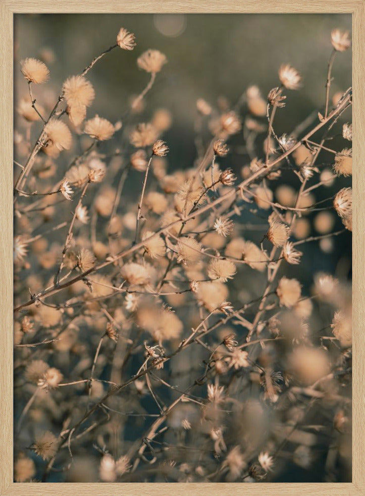 Beach flowers_003 | Poster
