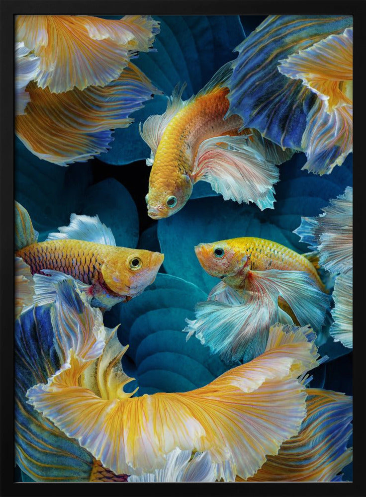 ColorFish | Poster