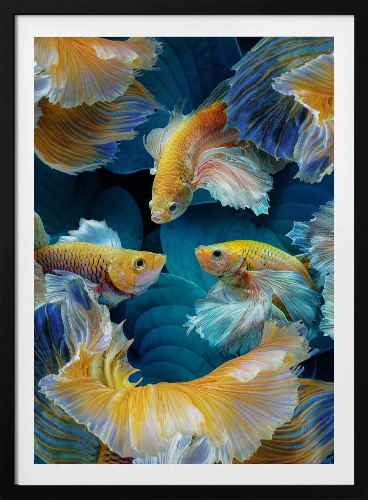 ColorFish | Poster