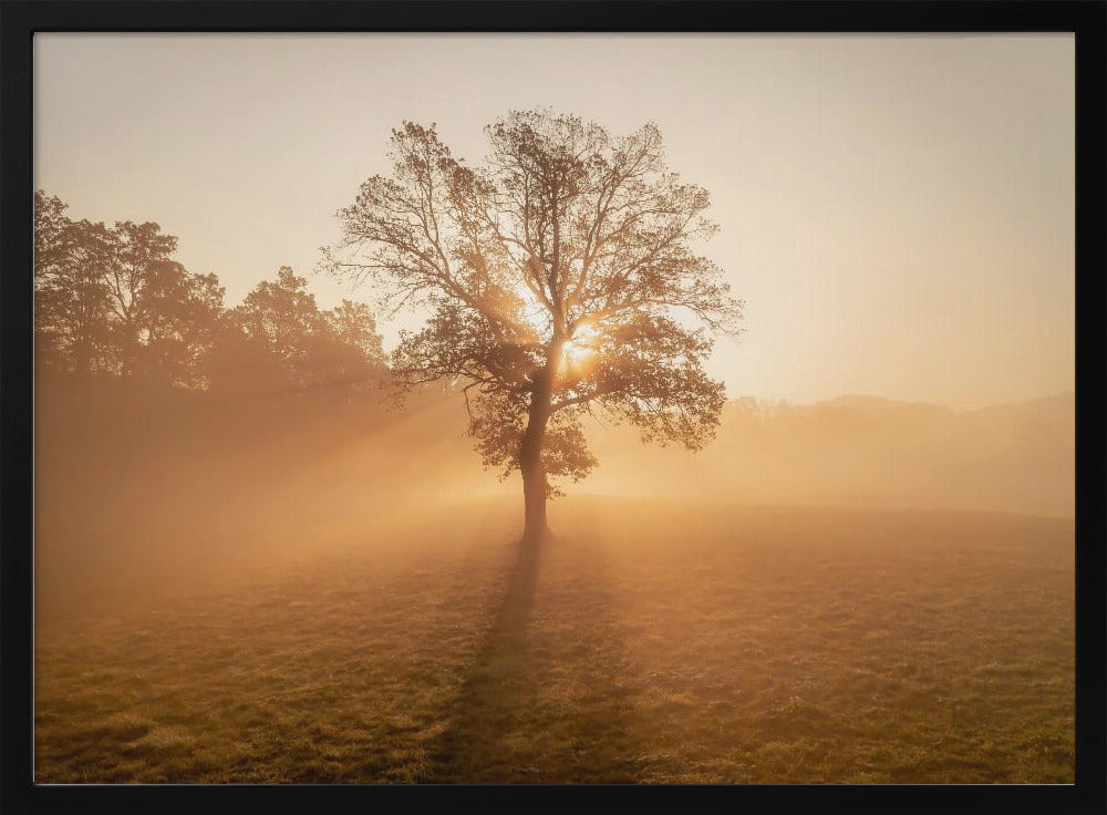 Lonely tree | Poster
