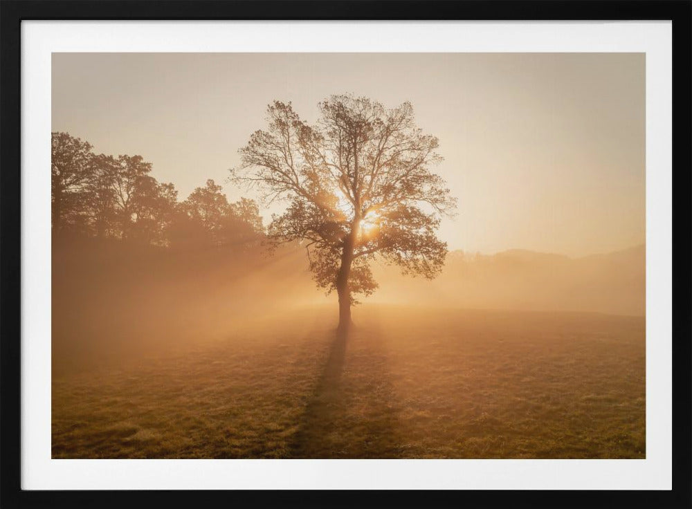 Lonely tree | Poster
