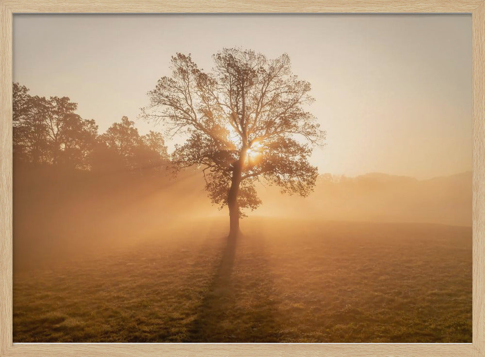 Lonely tree | Poster