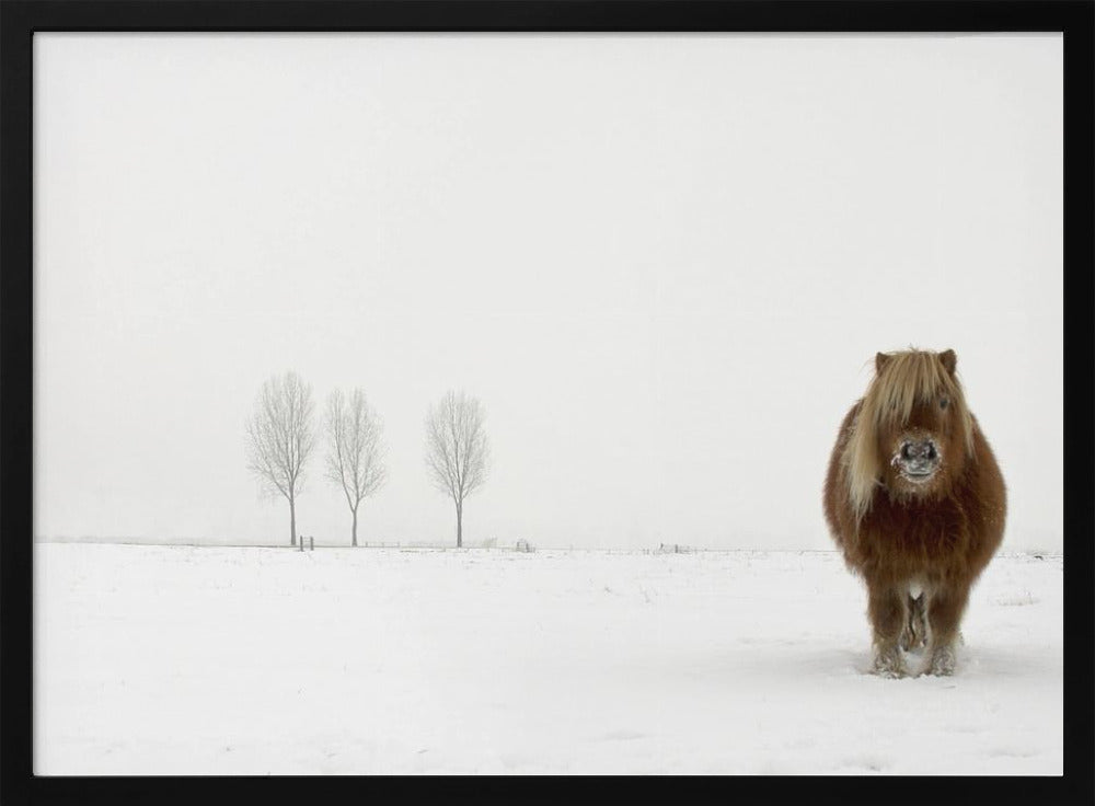 The cold pony | Poster
