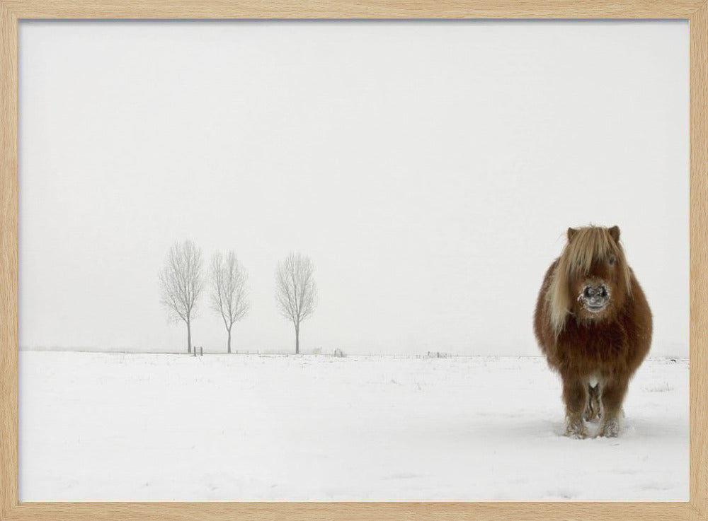 The cold pony | Poster