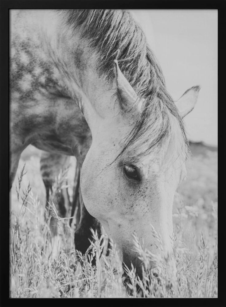 stallion | Poster