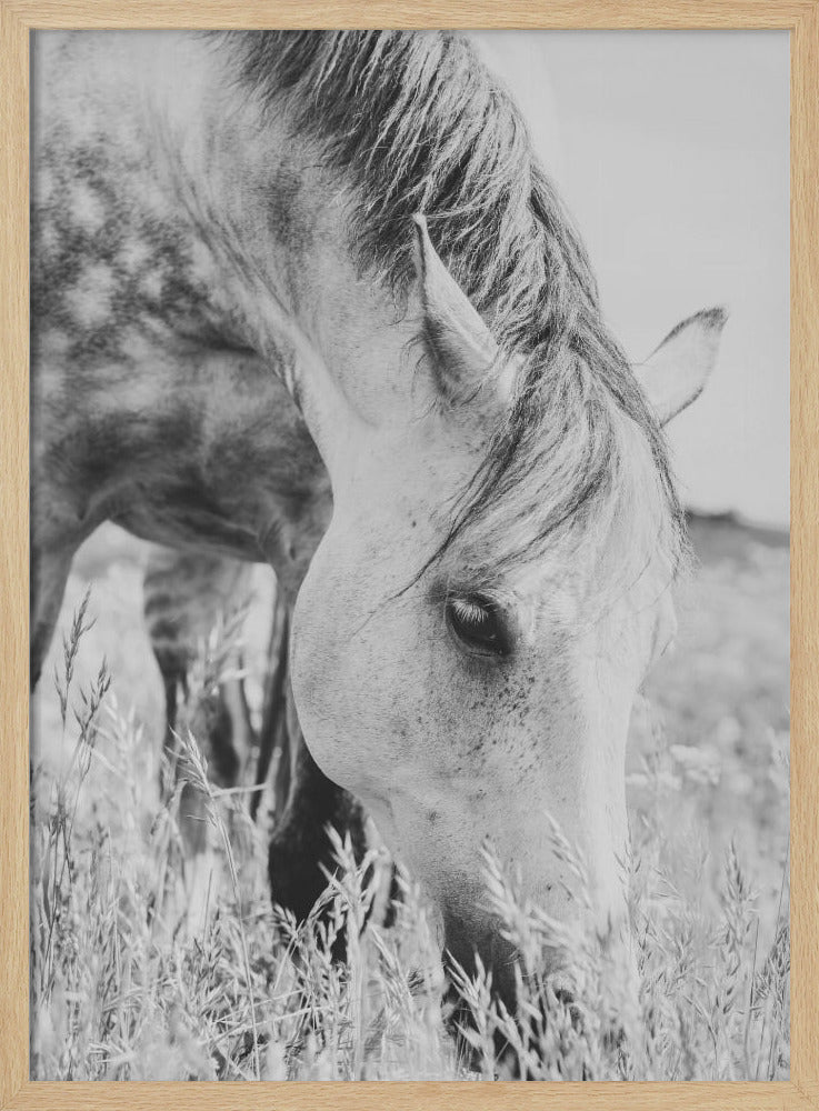 stallion | Poster